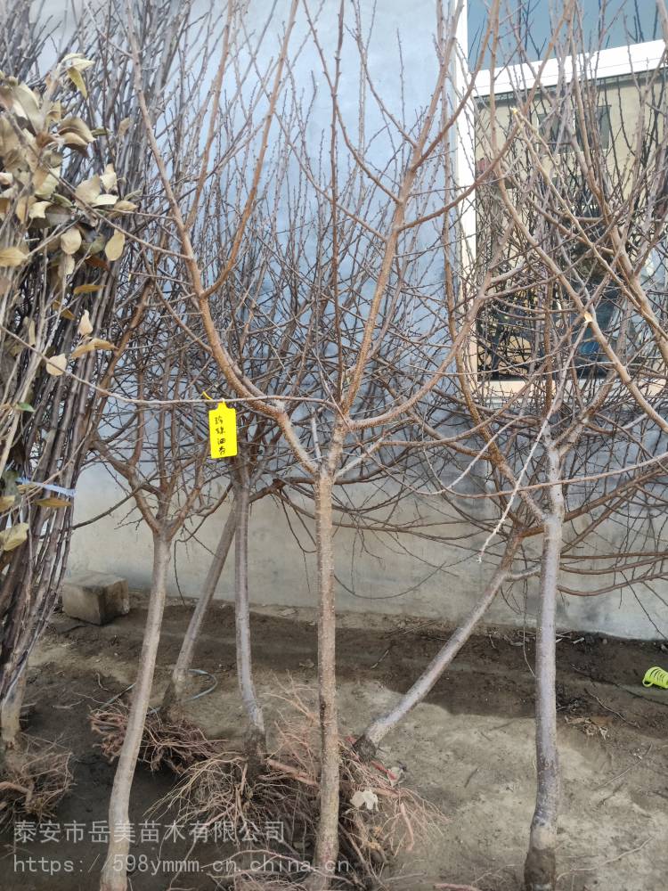 伊德利卜危机持续发酵‘太阳成集团tyc7111cc’(图3) 太阳成集团tyc7111cc